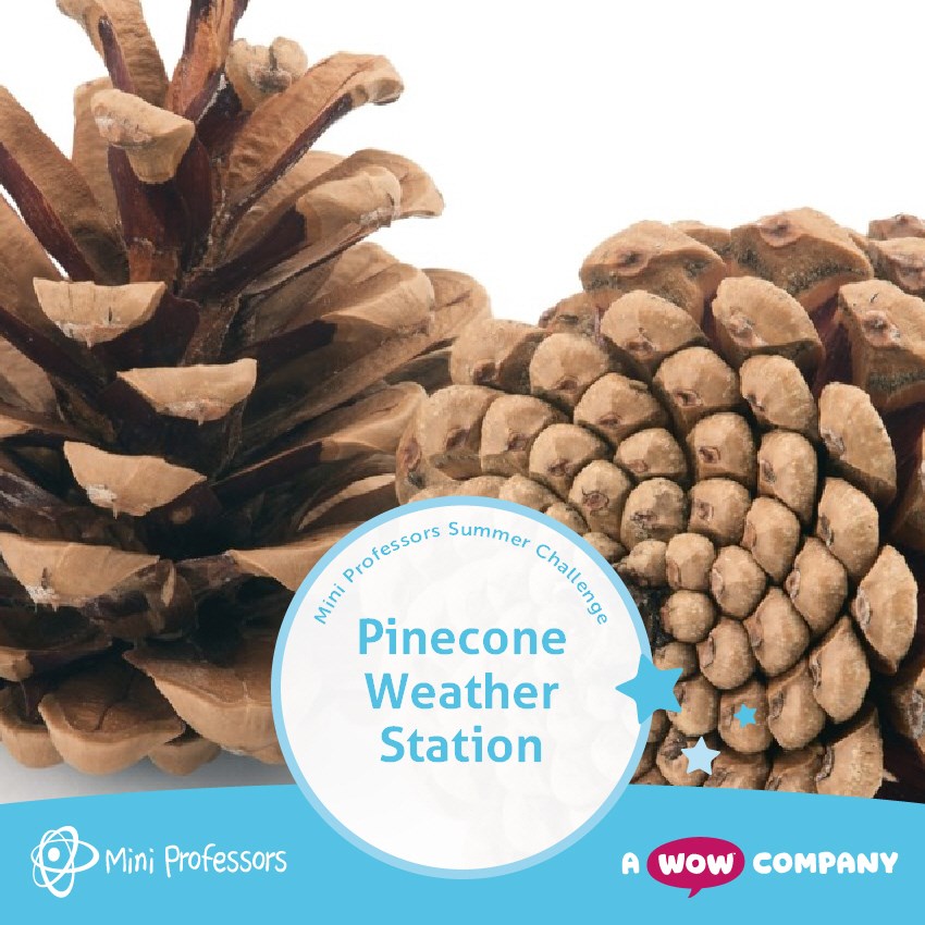Make a Pinecone Weather Station